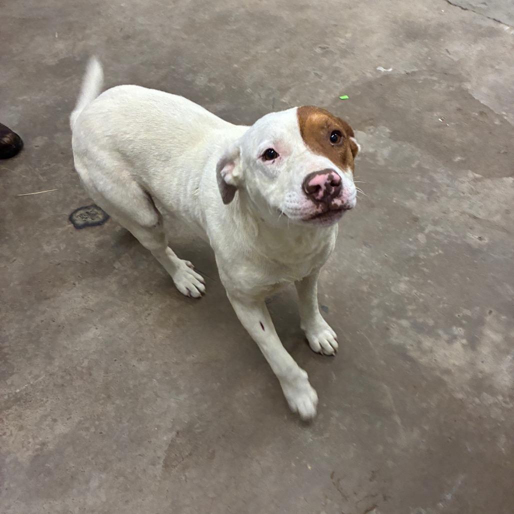 Patrick, a Adoptable Mixed Breed in Corbin, KY image 6/6