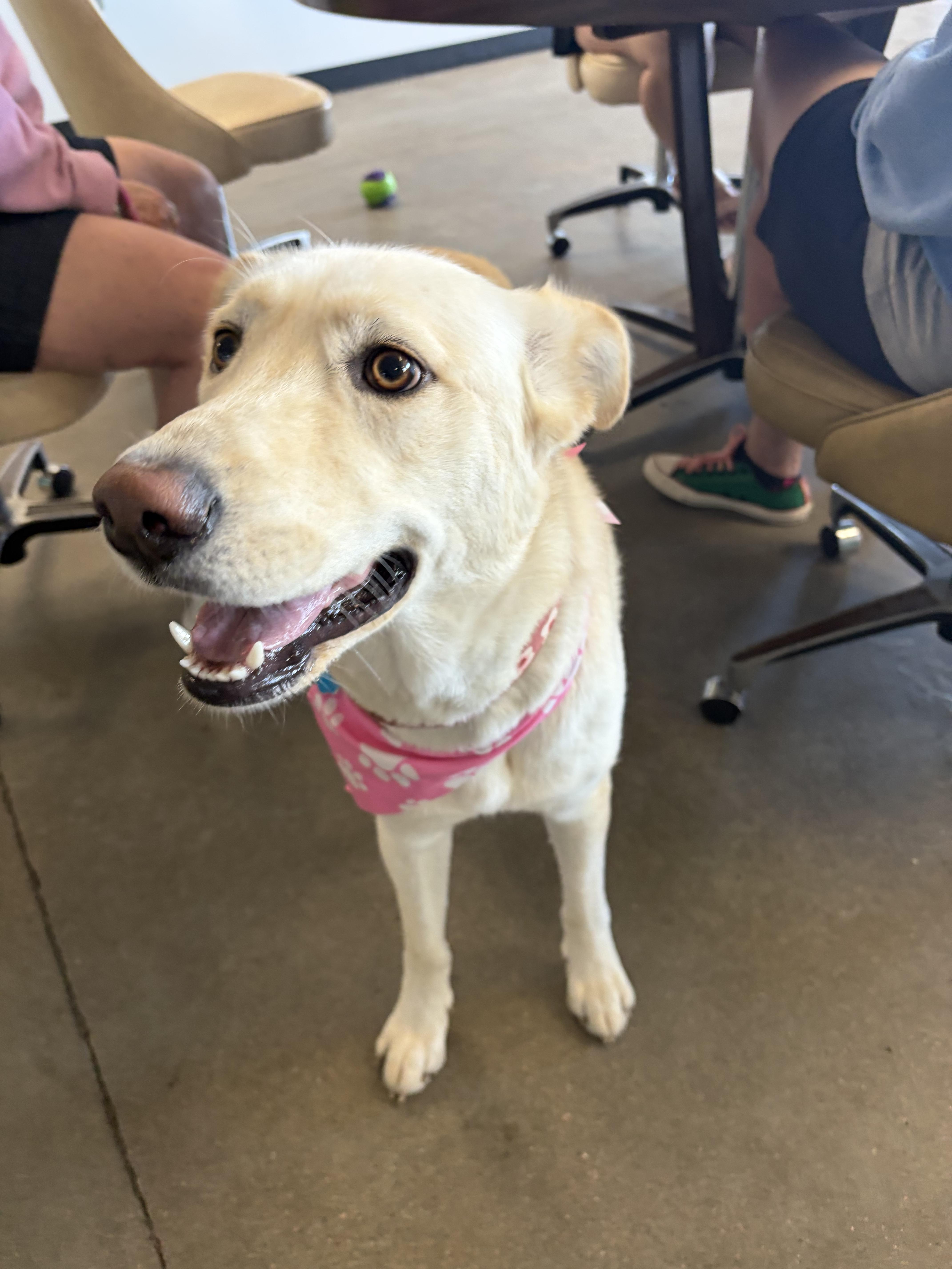 Roxy, a ADOPTABLE mixed breed in Lincoln, NE image 2/3