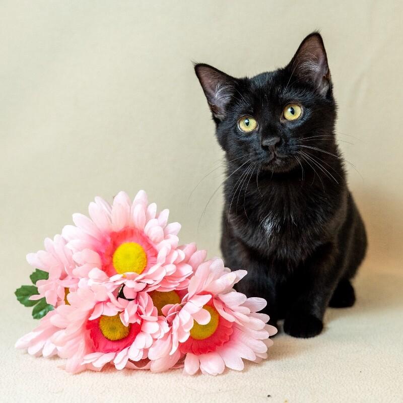 Enlarge Cleo, a Adoptable Domestic Short Hair in North Babylon, NY image 1/4