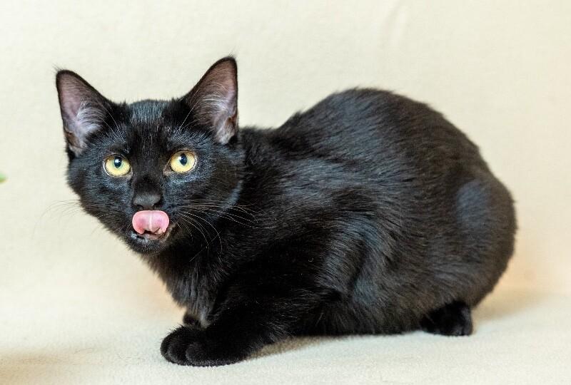 Enlarge Cleo, a Adoptable Domestic Short Hair in North Babylon, NY image 2/4