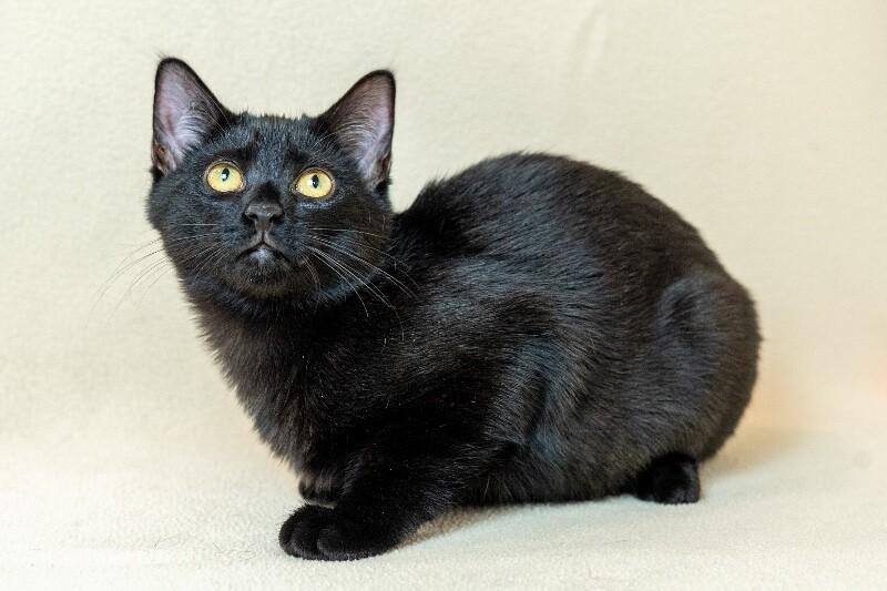 Enlarge Cleo, a Adoptable Domestic Short Hair in North Babylon, NY image 3/4