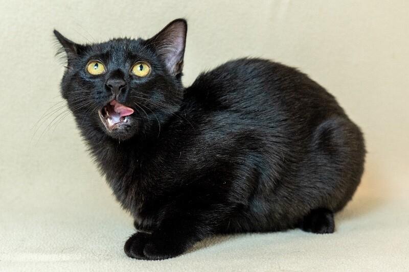 Enlarge Cleo, a Adoptable Domestic Short Hair in North Babylon, NY image 4/4