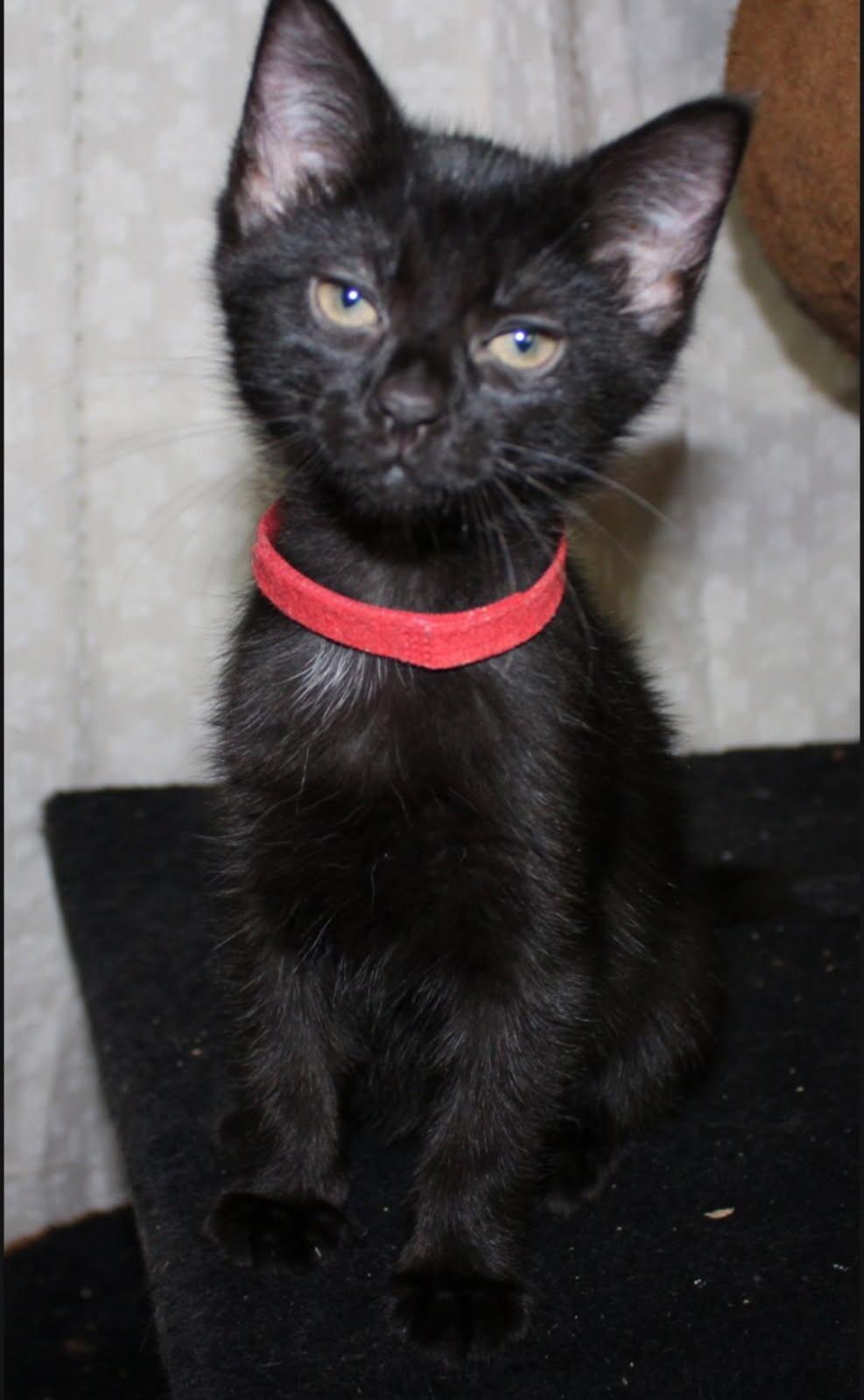 Cleo, a Adoptable Domestic Short Hair in North Babylon, NY image 1/3