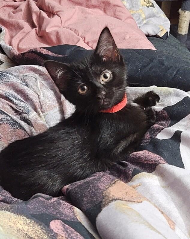 Cleo, Adoptable, Young Female Domestic Short Hair.