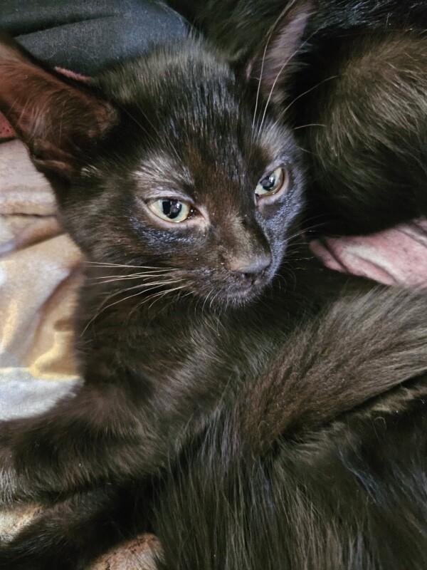 Enlarge Cleo, a Adoptable Domestic Short Hair in North Babylon, NY image 2/4