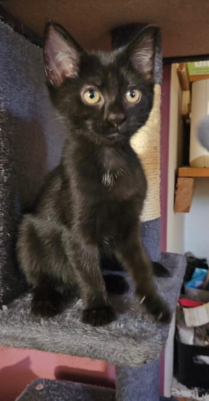 Enlarge Cleo, a Adoptable Domestic Short Hair in North Babylon, NY image 3/4