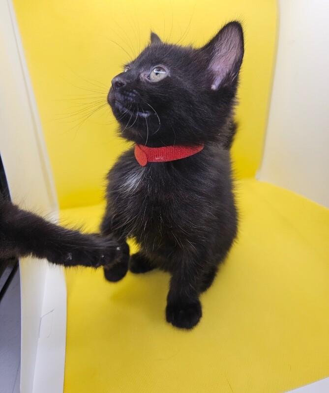 Cleo, a Adoptable Domestic Short Hair in North Babylon, NY image 2/3