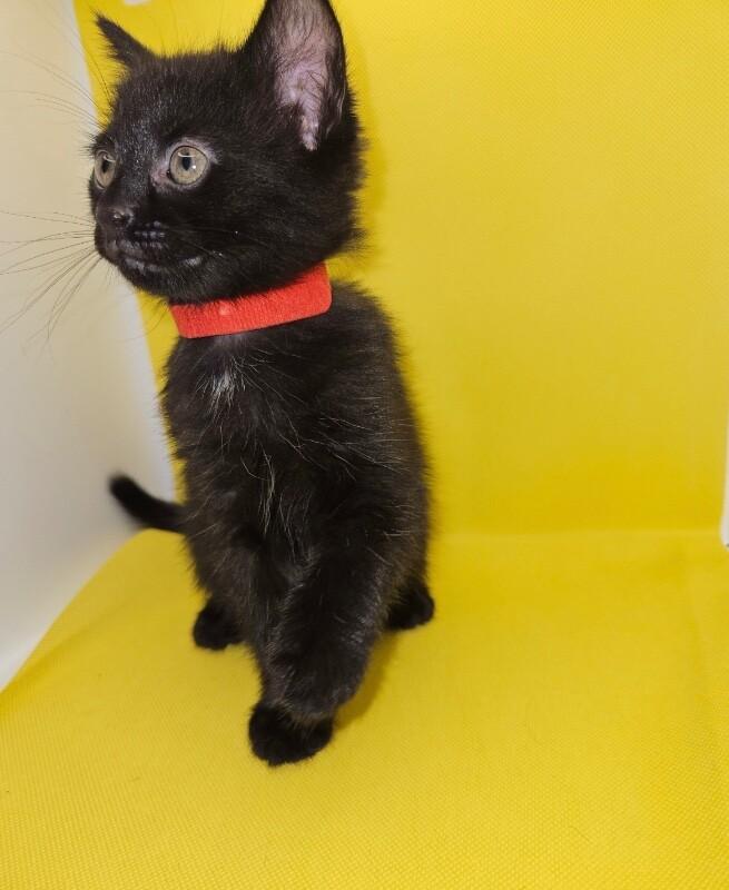Cleo, a Adoptable Domestic Short Hair in North Babylon, NY image 3/3
