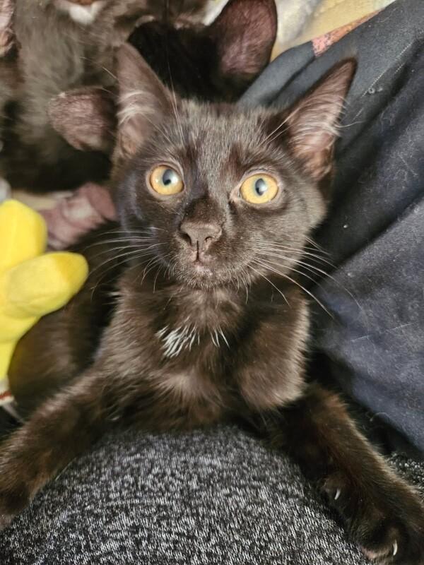 Enlarge Cleo, a Adoptable Domestic Short Hair in North Babylon, NY image 4/4