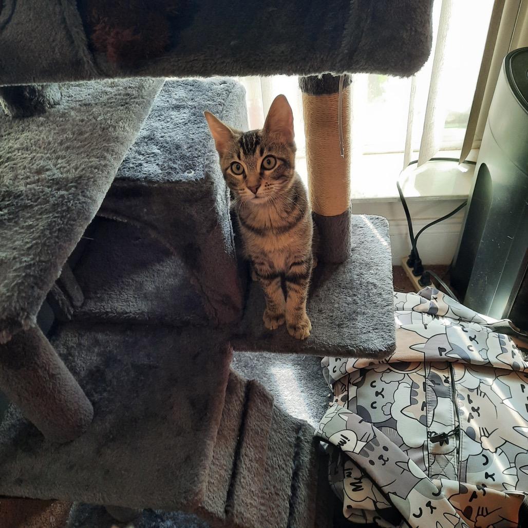 Megan Thee Stallion, Adoptable, Kitten Female Domestic Short Hair.