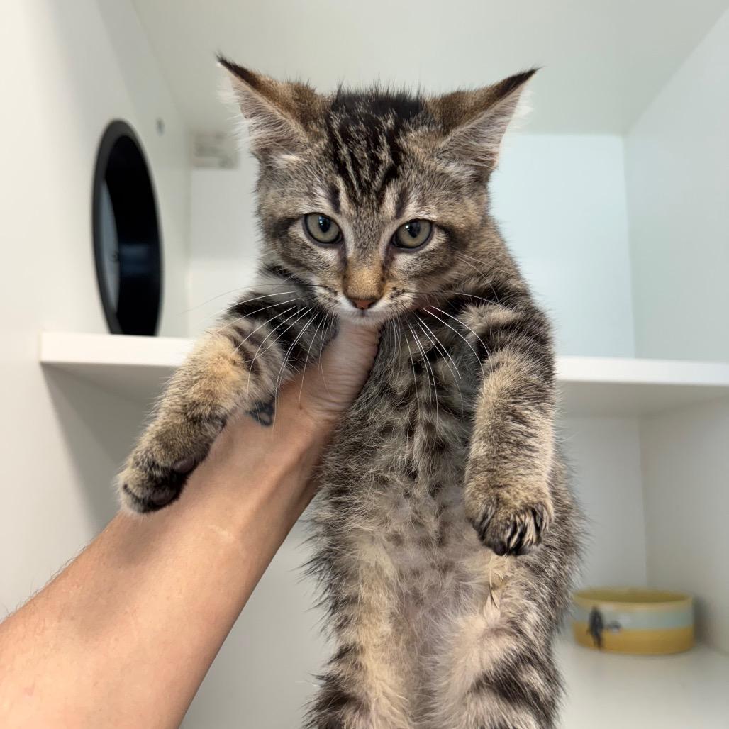 Enlarge Megan Thee Stallion, a Adoptable Domestic Short Hair in Port Richey, FL image 2/3