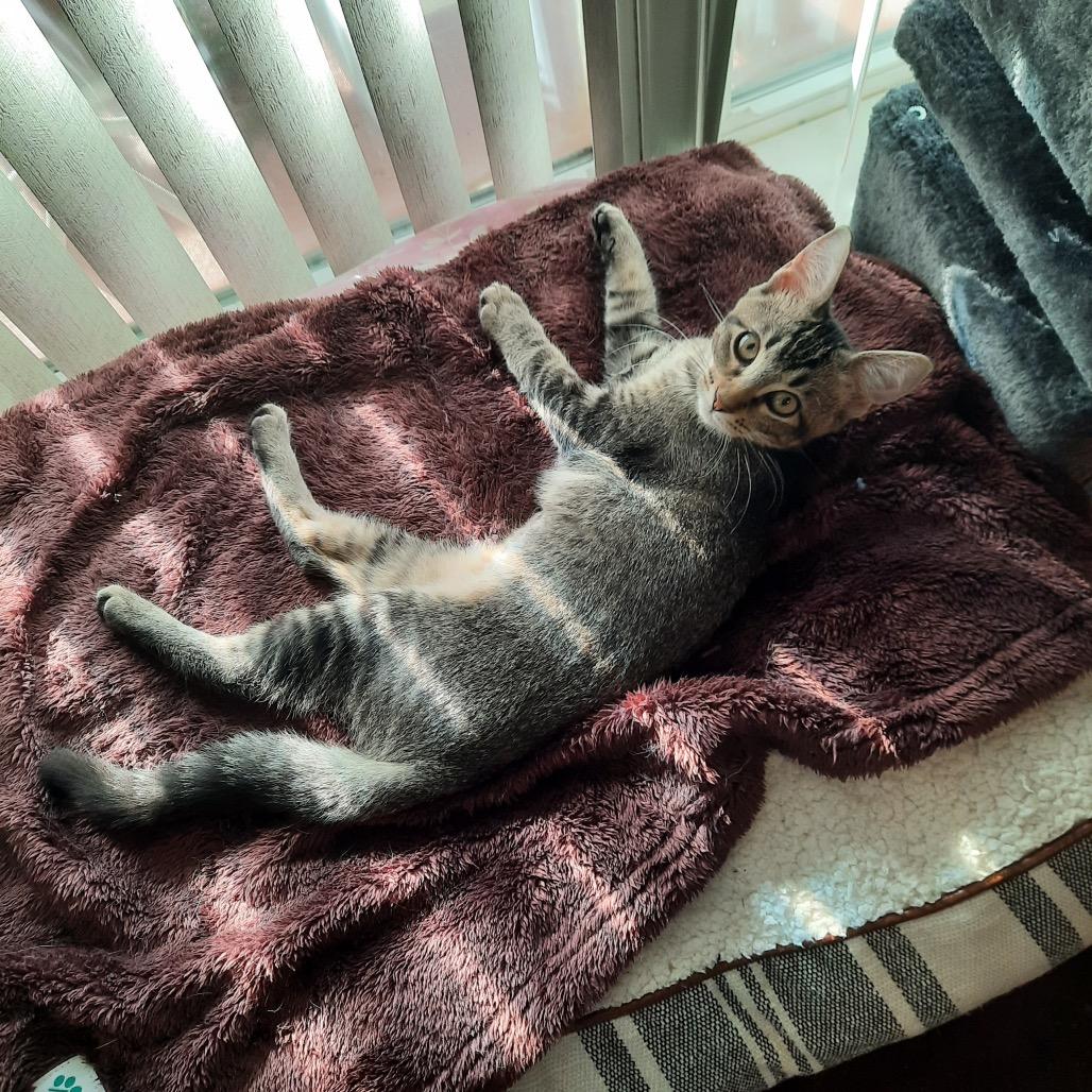 Enlarge Megan Thee Stallion, a Adoptable Domestic Short Hair in Port Richey, FL image 3/3