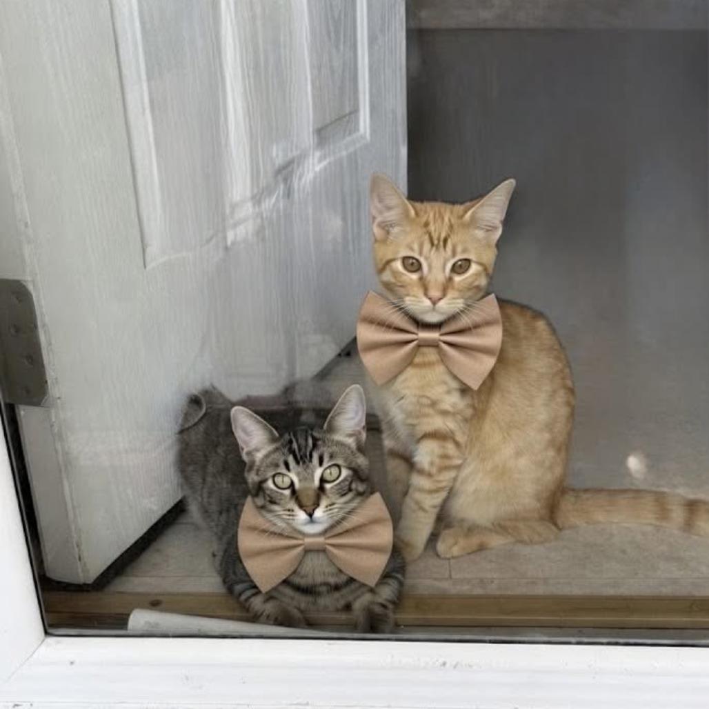 Enlarge Megan Thee Stallion, a Adoptable Domestic Short Hair in Port Richey, FL image 4/4