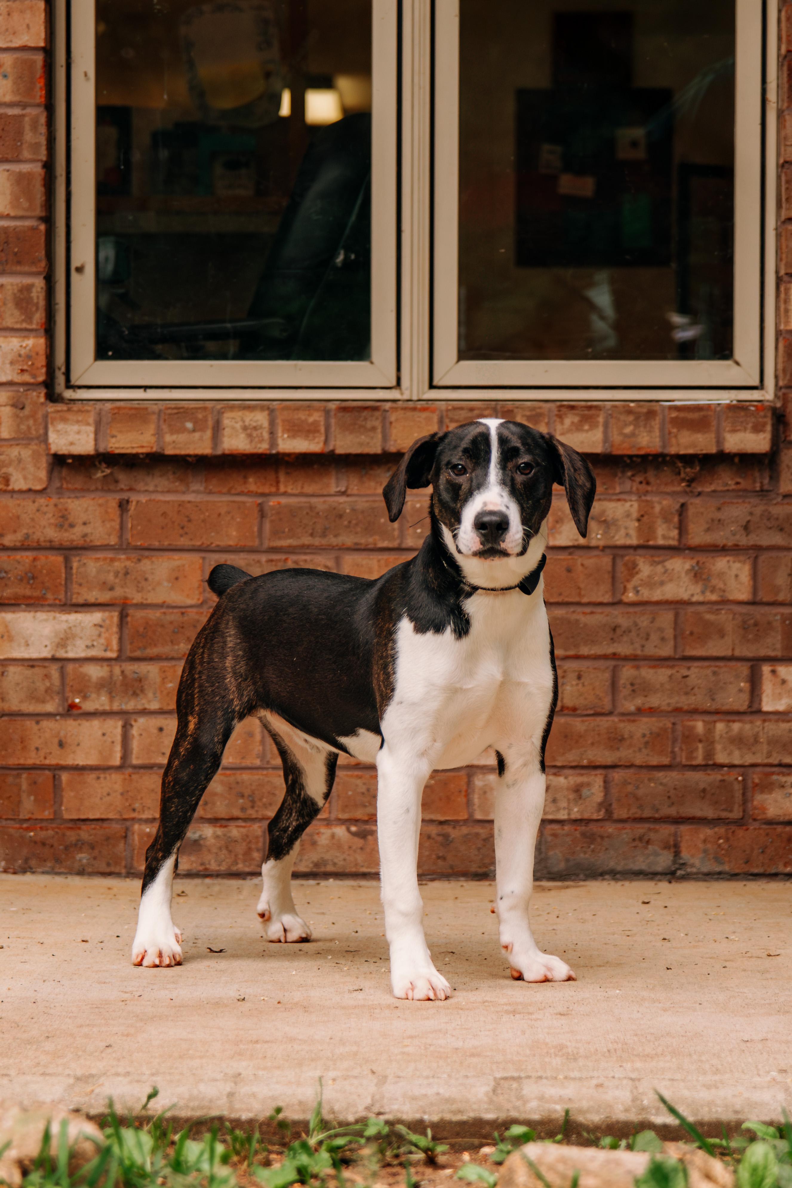 Ray, ADOPTABLE, Young Male Mountain Cur.