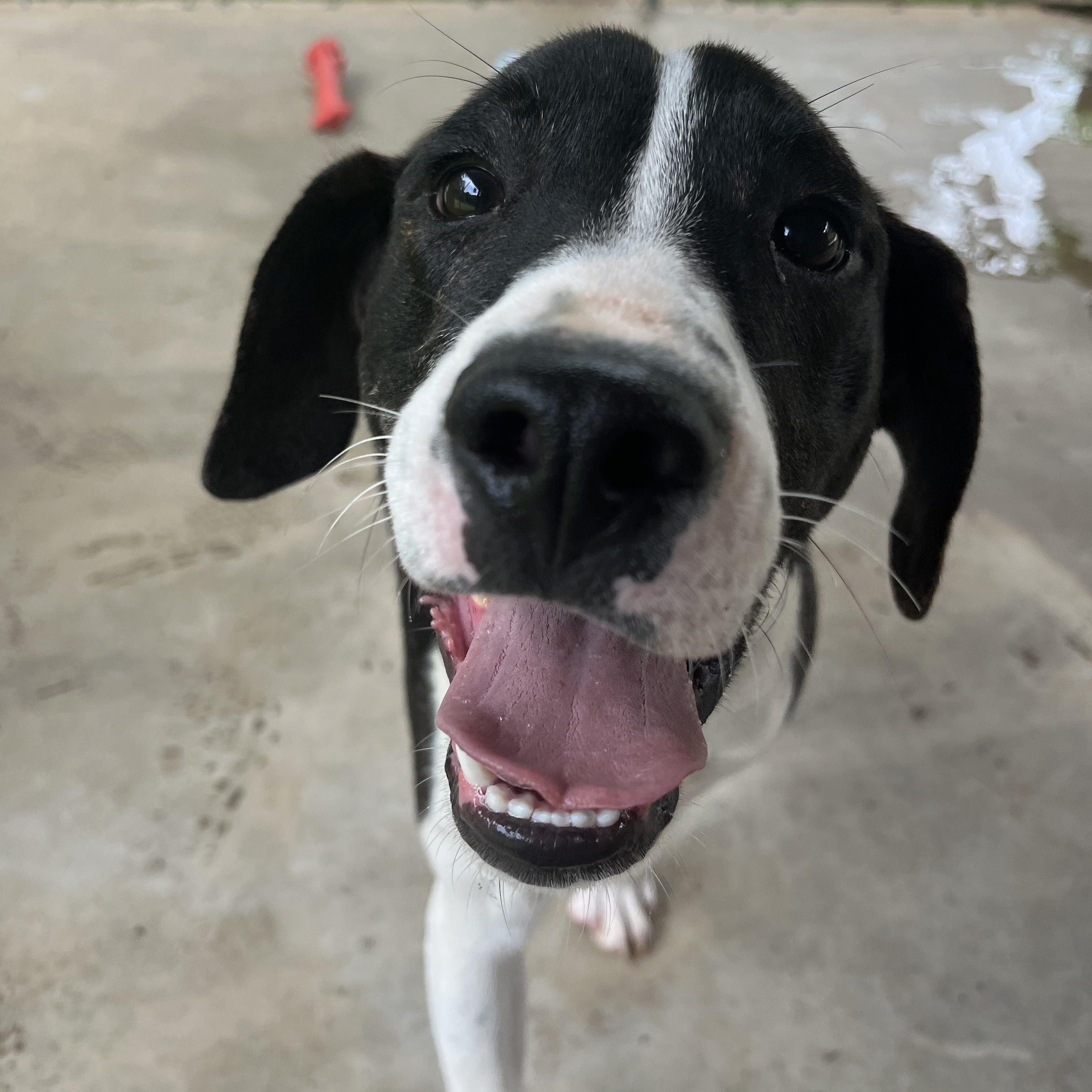 Ray, a ADOPTABLE Mountain Cur in Loudon, TN image 3/3