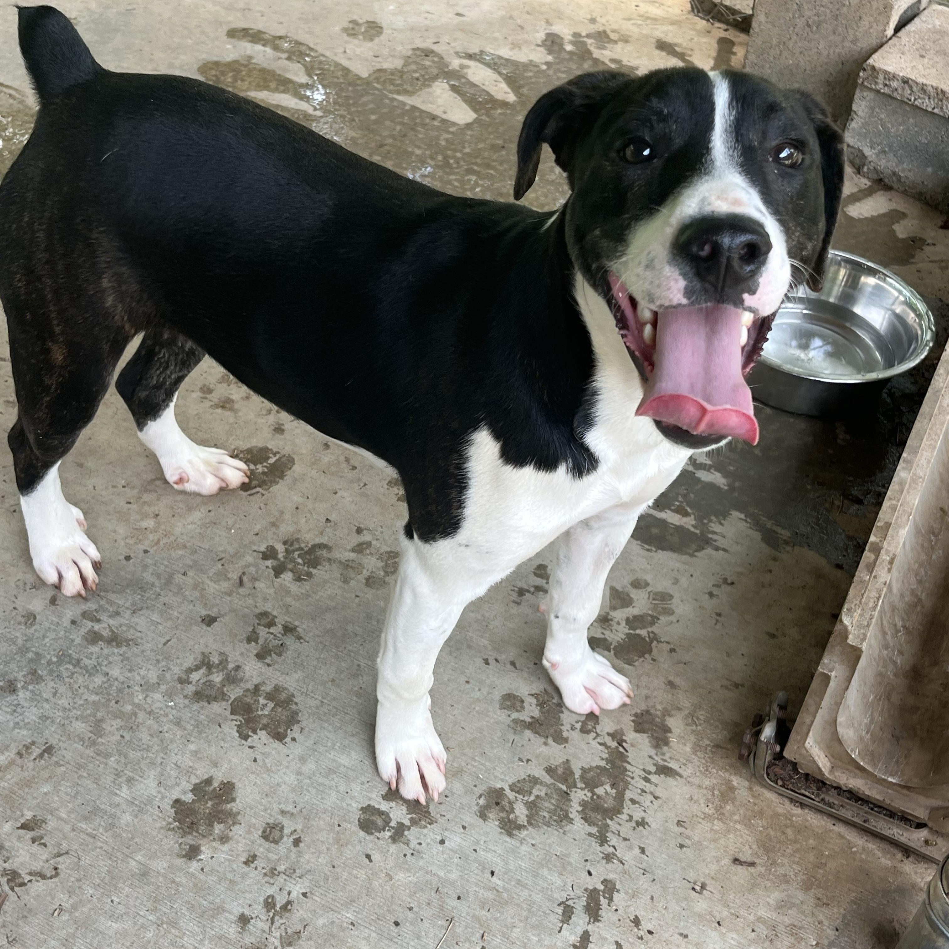 Ray, a ADOPTABLE Mountain Cur in Loudon, TN image 2/3