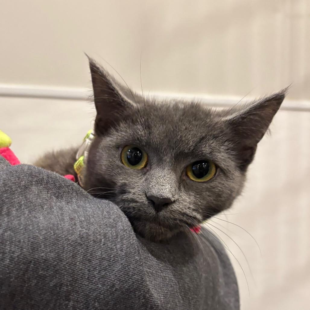 Aqua, Adoptable, Young Female Domestic Short Hair.