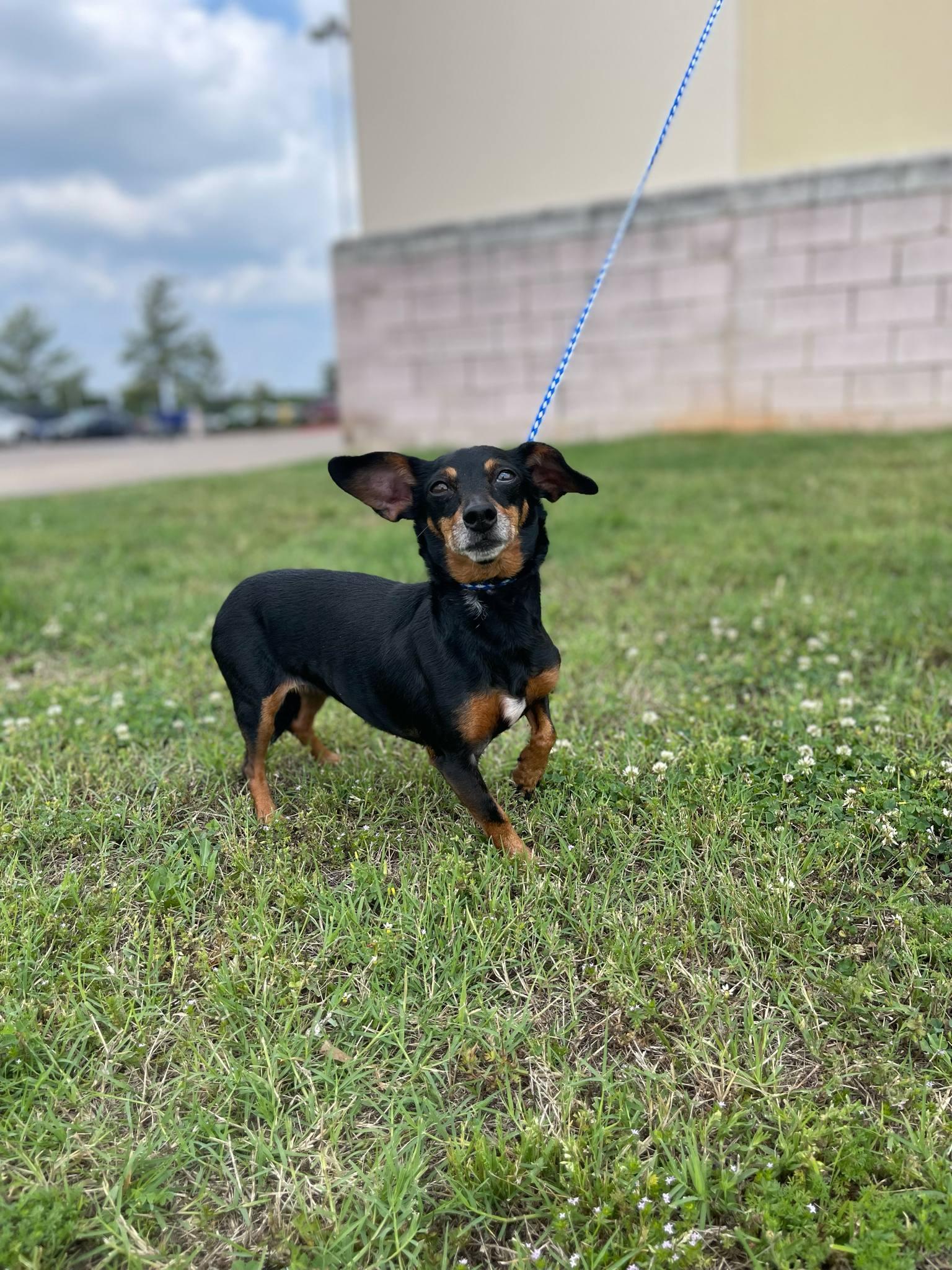 Uma, Adopted, Adult Female Dachshund & Chihuahua.