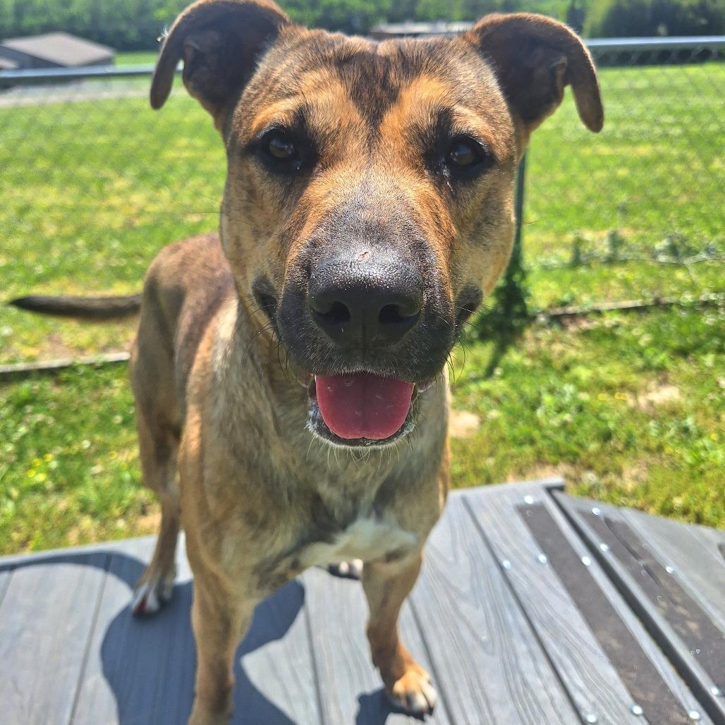Enlarge Crayola, a ADOPTABLE Mixed Breed in Cape Girardeau, MO image 2/2