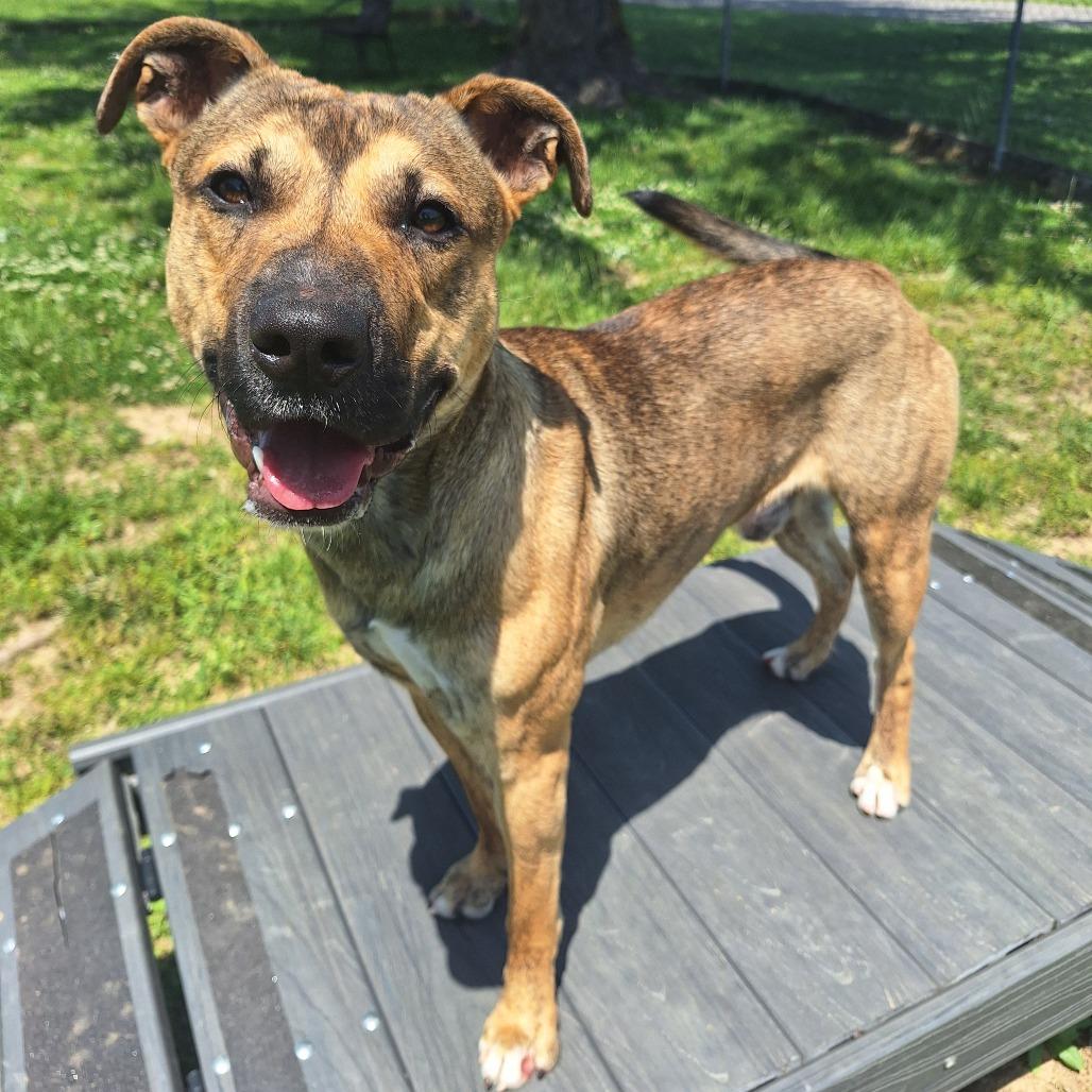 Crayola, ADOPTABLE, Young Male Mixed Breed.