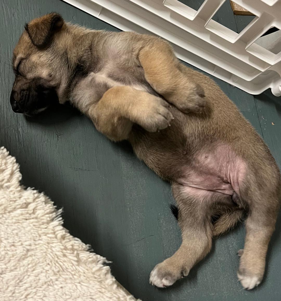 Enlarge Sadie's Puppies, a Adoptable mixed breed in Houston, TX image 2/5