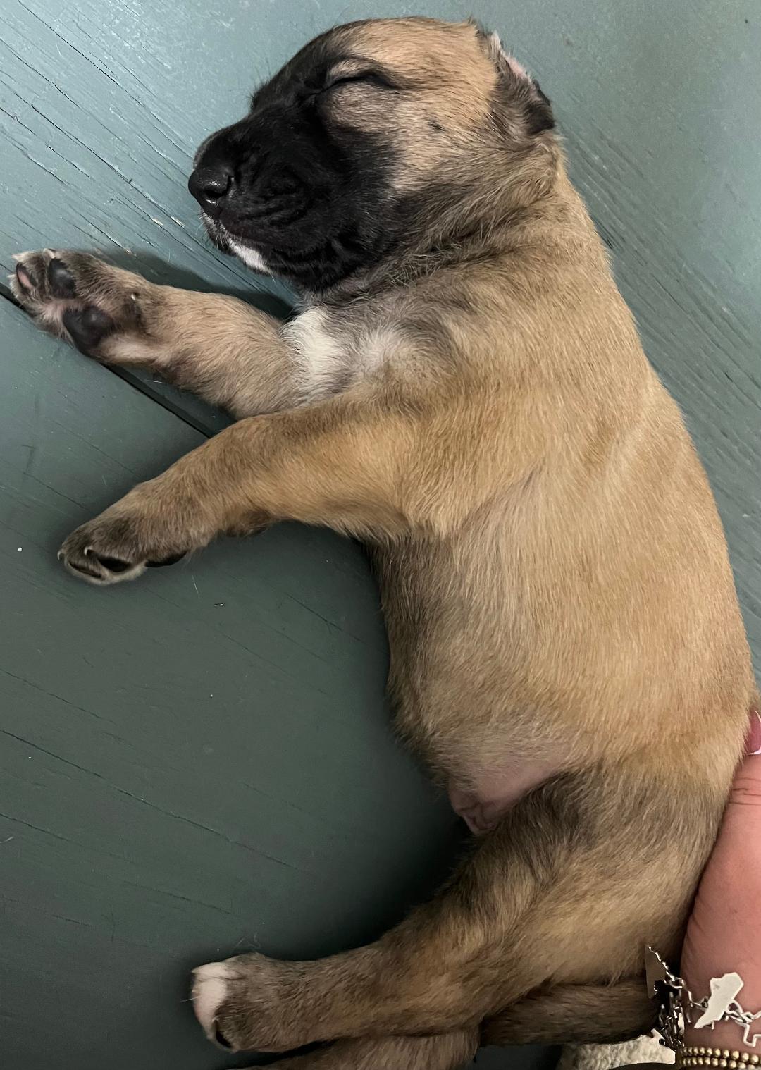 Enlarge Sadie's Puppies, a Adoptable mixed breed in Houston, TX image 3/5