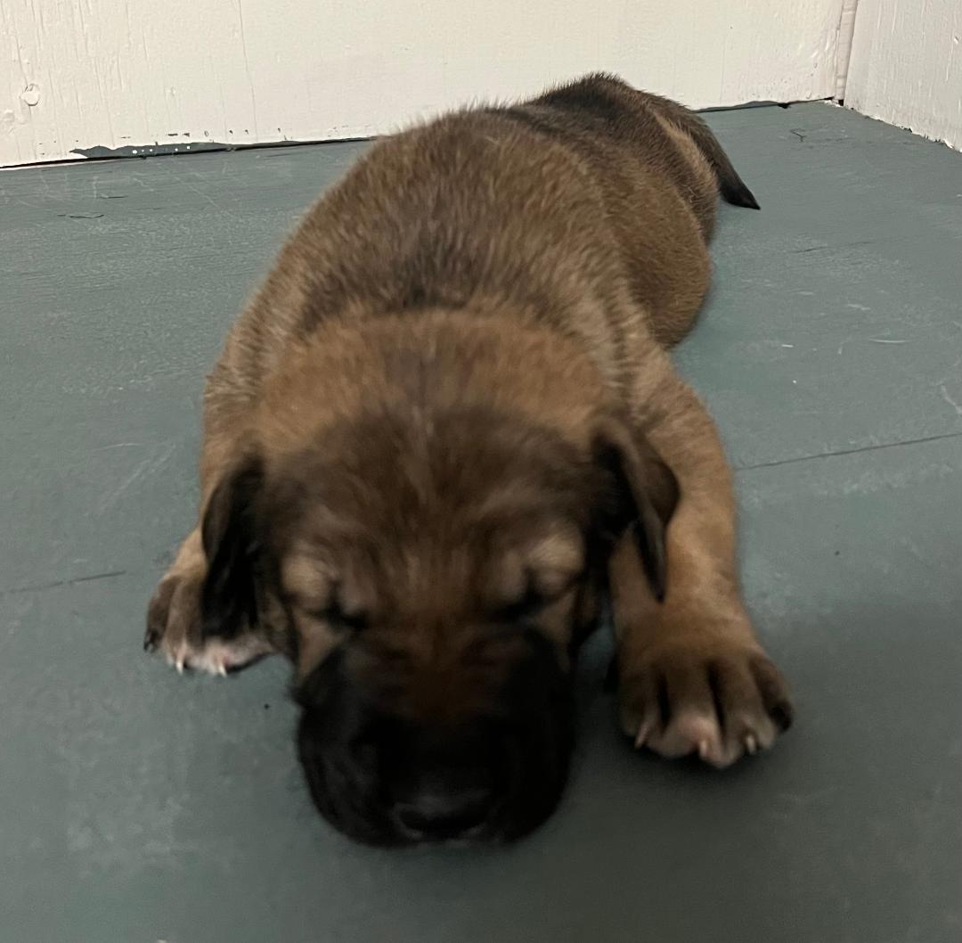 Enlarge Sadie's Puppies, a Adoptable mixed breed in Houston, TX image 4/5