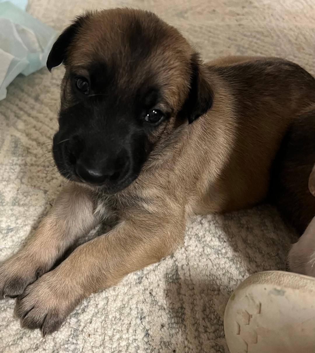 Sadie's Puppies, Adoptable, Puppy Male Great Dane & German Shepherd Dog.