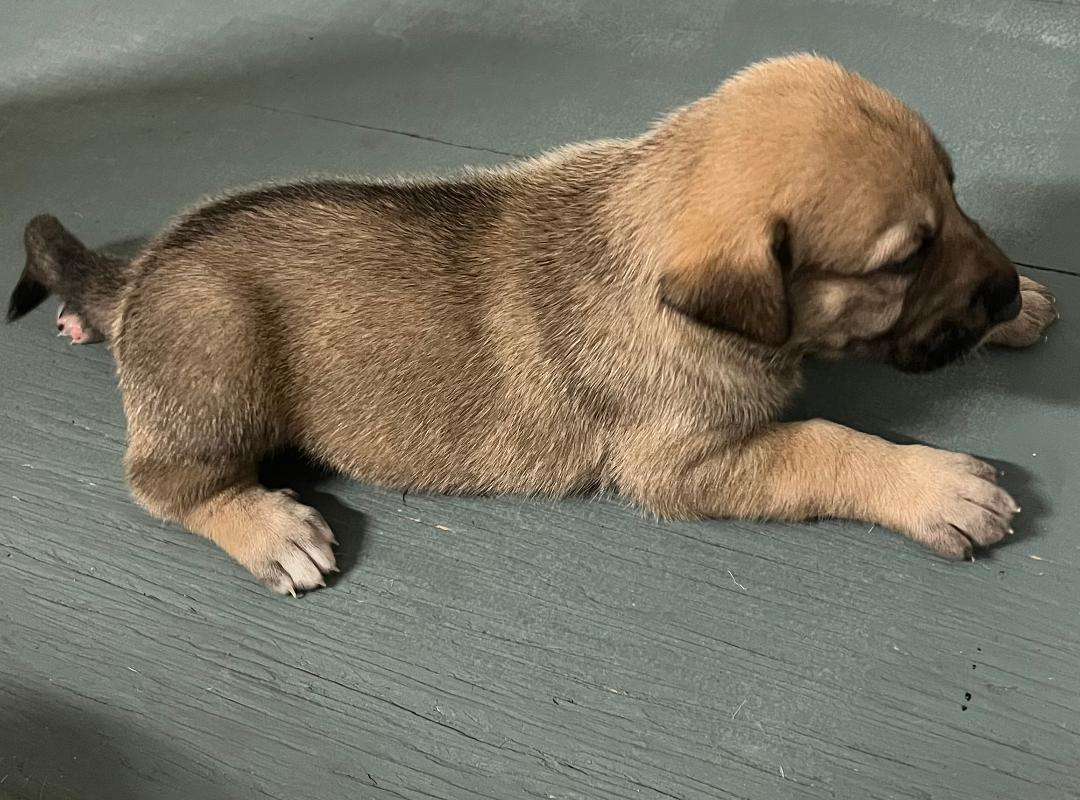 Enlarge Sadie's Puppies, a Adoptable mixed breed in Houston, TX image 5/5