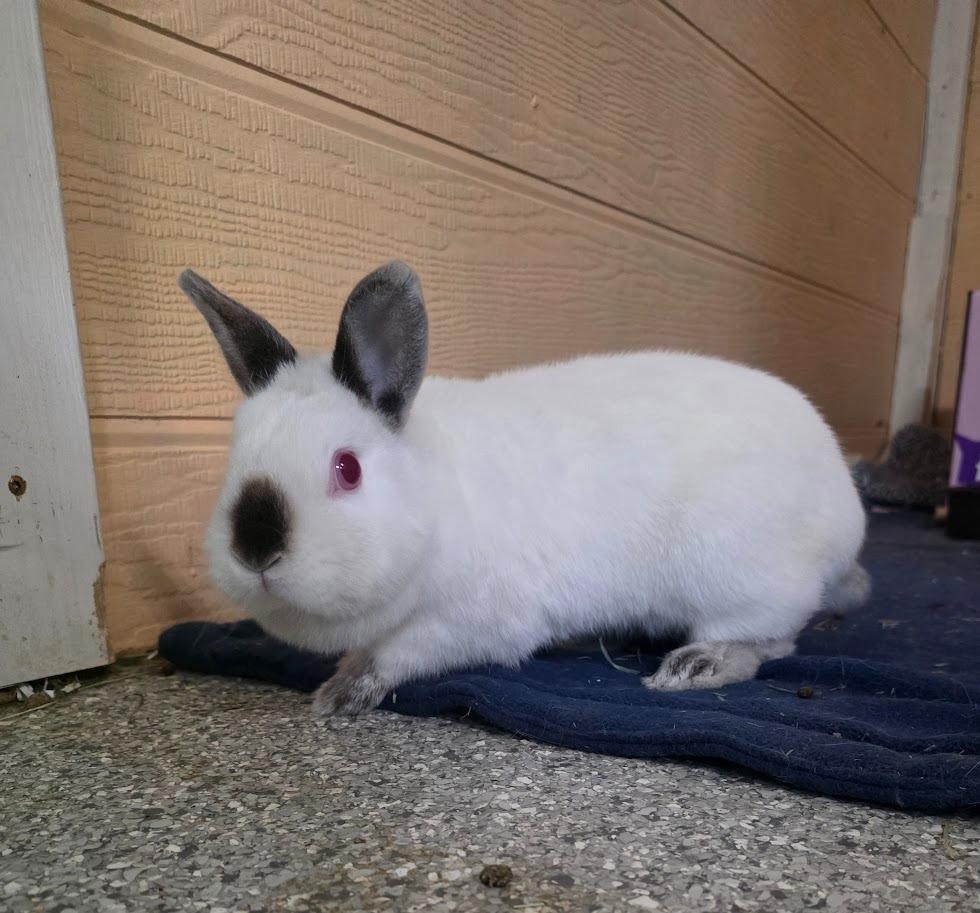 Enlarge Sister Bobbie, a Adoptable Californian in CRYSTAL LAKE, IL image 1/6