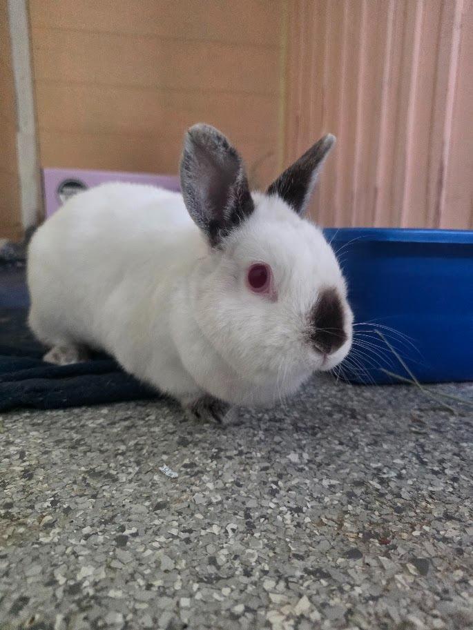 Enlarge Sister Bobbie, a Adoptable Californian in CRYSTAL LAKE, IL image 2/6