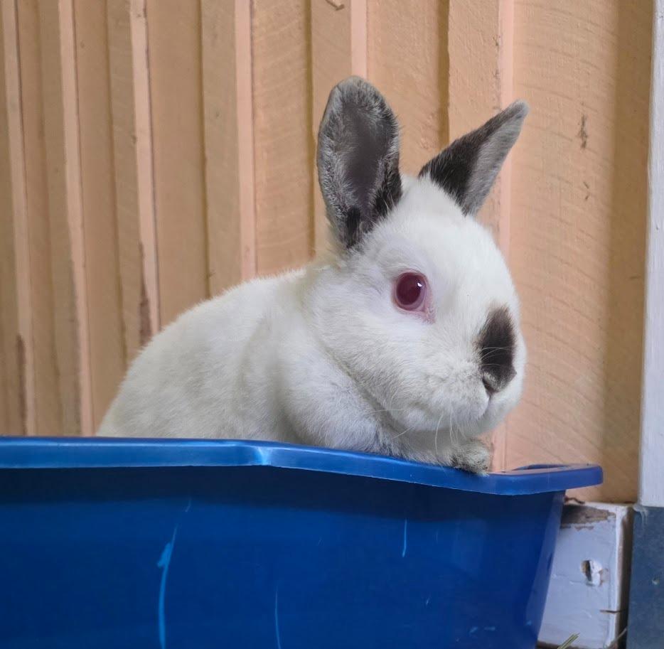 Enlarge Sister Bobbie, a Adoptable Californian in CRYSTAL LAKE, IL image 3/6