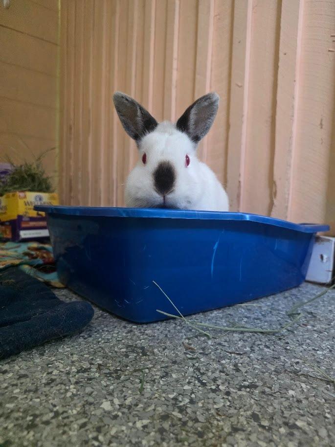 Enlarge Sister Bobbie, a Adoptable Californian in CRYSTAL LAKE, IL image 4/6