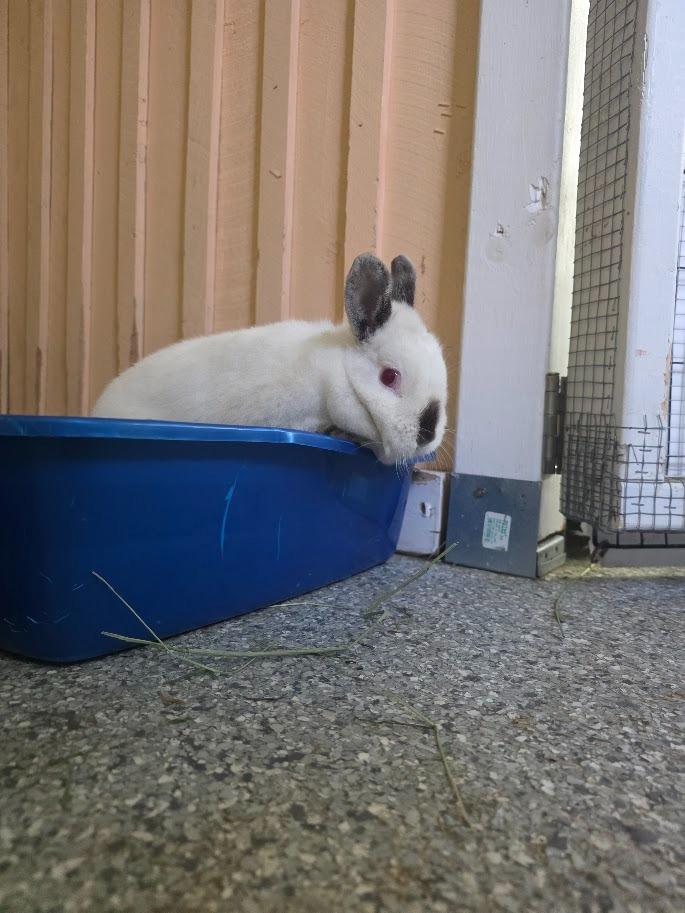 Enlarge Sister Bobbie, a Adoptable Californian in CRYSTAL LAKE, IL image 5/6