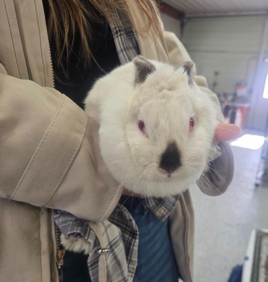 Enlarge Sister Bobbie, a Adoptable Californian in CRYSTAL LAKE, IL image 6/6