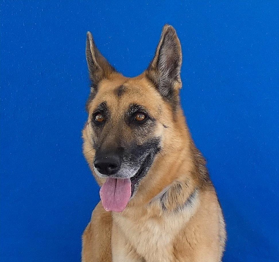 LEIA, Adoptable, Adult Female German Shepherd Dog.