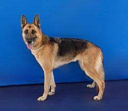 Enlarge LEIA, a Adoptable German Shepherd Dog in Pasadena, CA image 2/2
