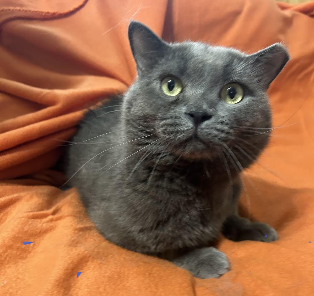 Enlarge Dusty Miller, a Adoptable Domestic Short Hair in Forest Lake, MN image 1/2