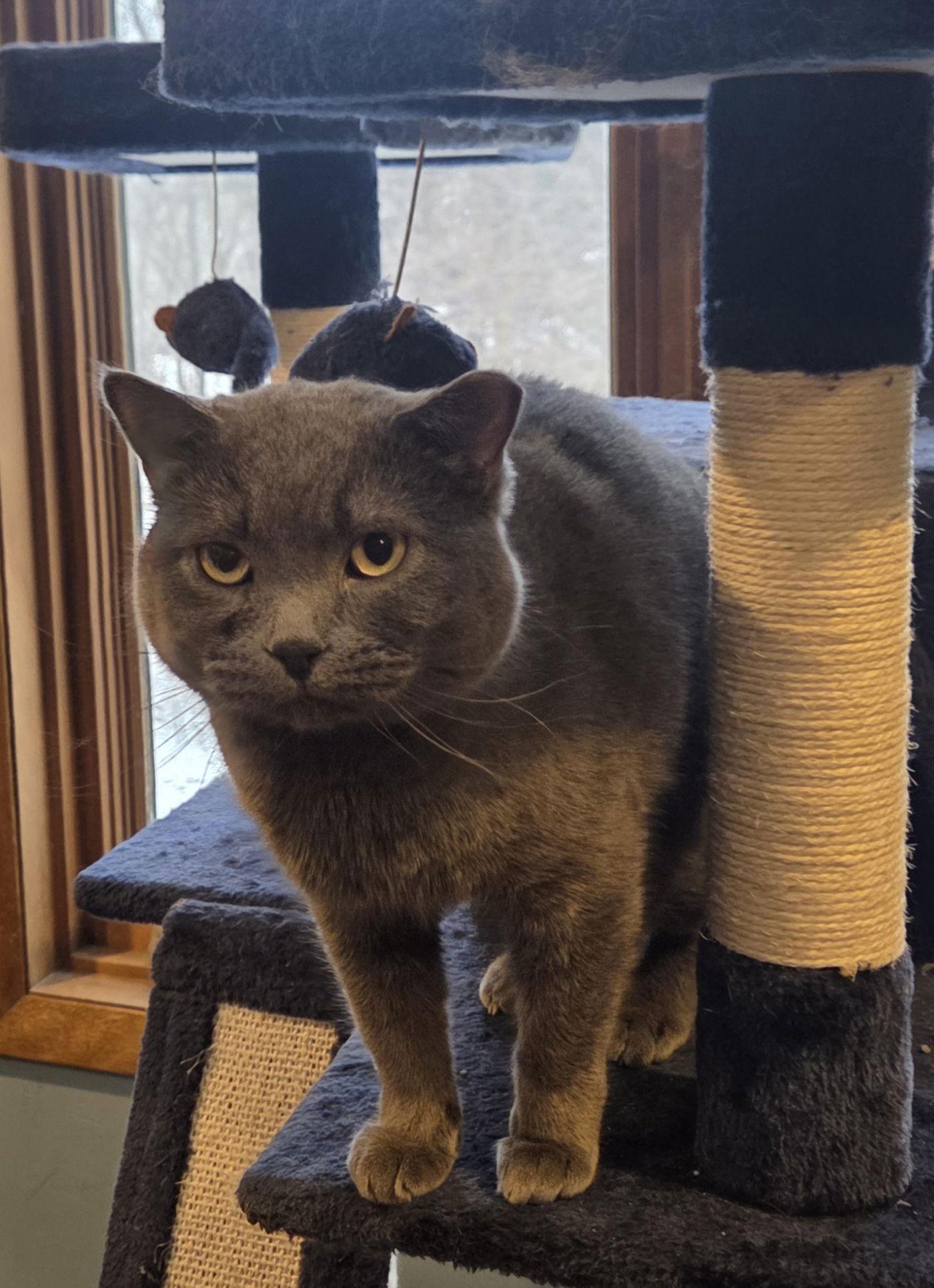 Enlarge Dusty Miller, a Adoptable Domestic Short Hair in Forest Lake, MN image 2/2