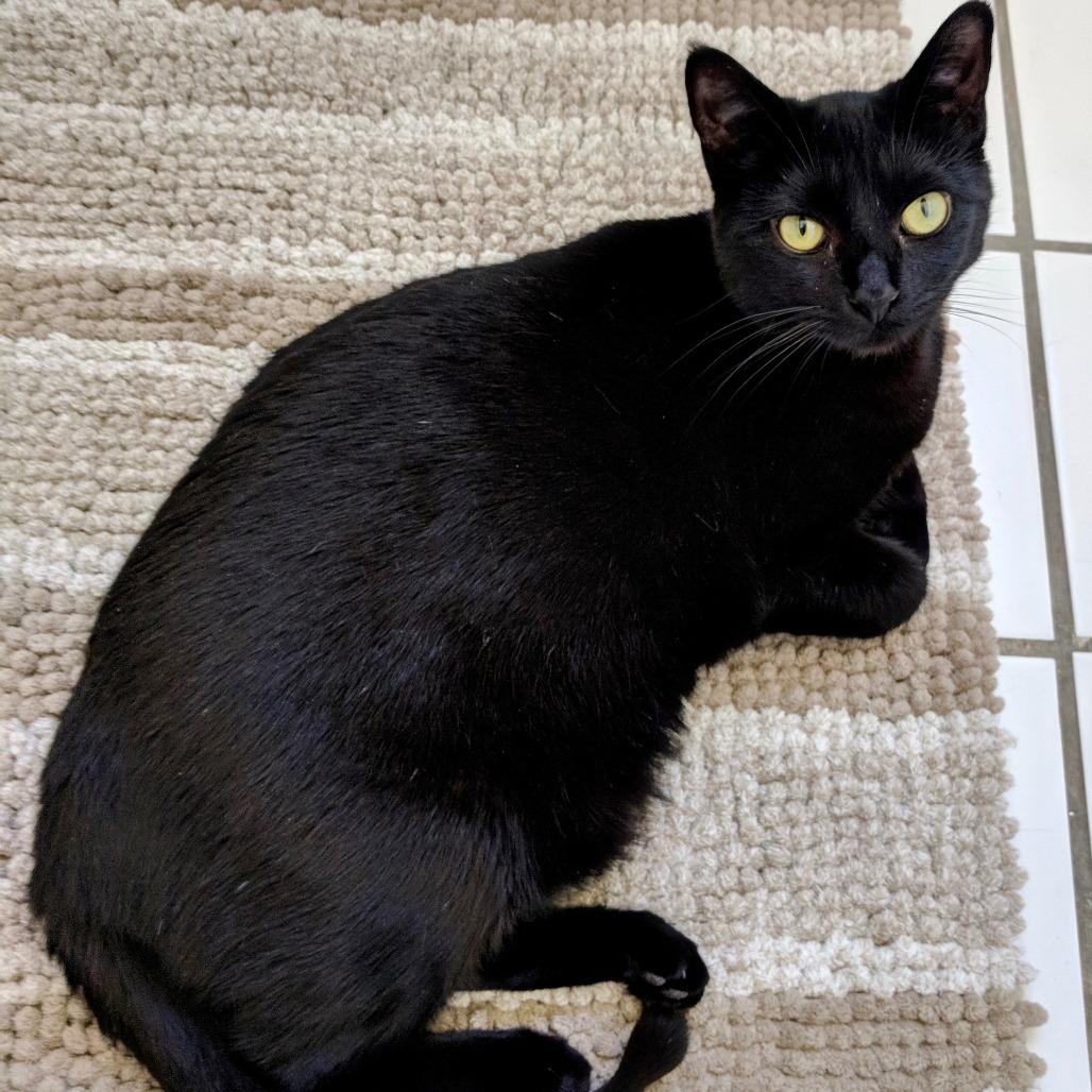 Shaq — thumbnail 2