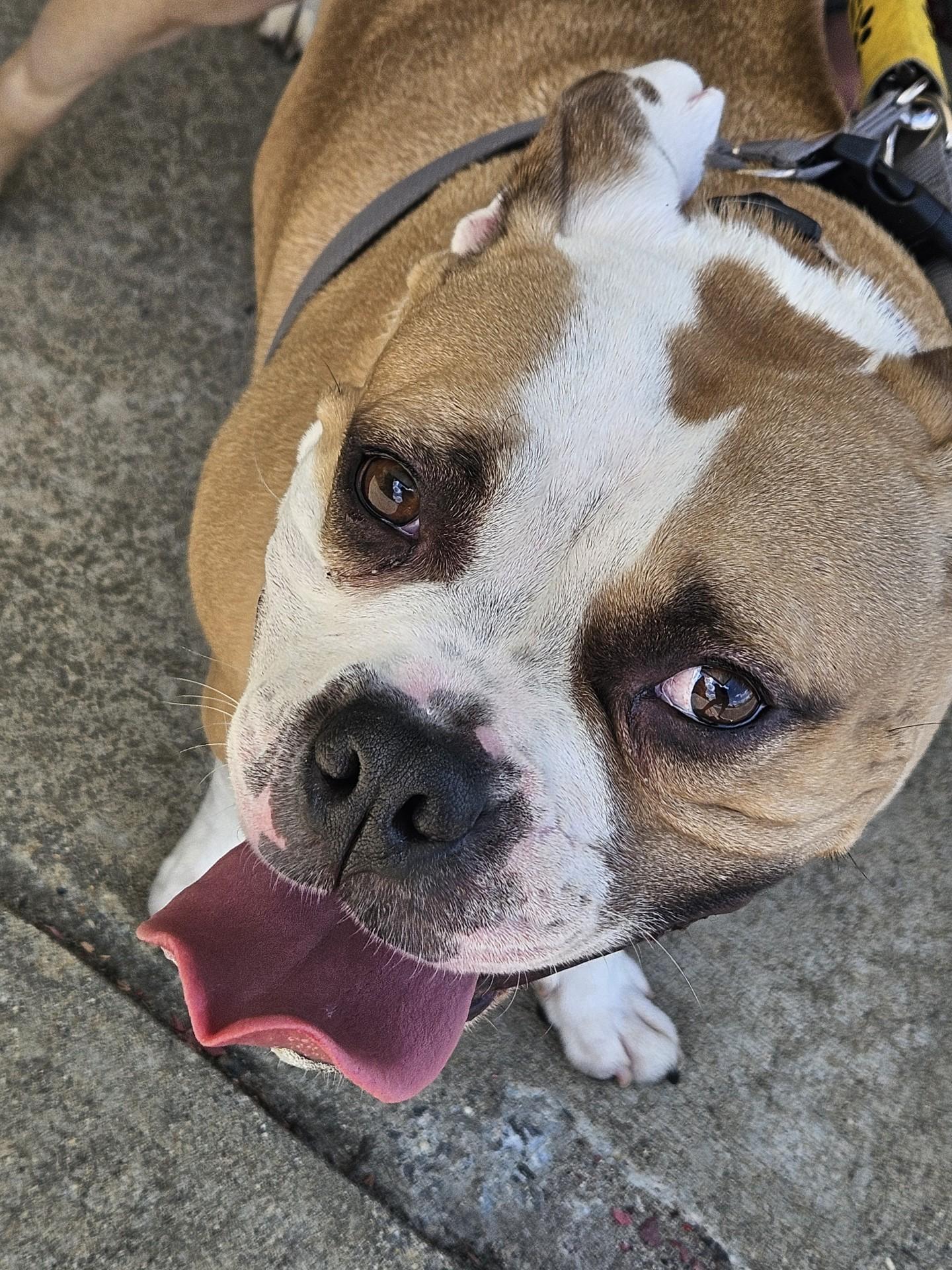 Bennett - a big ol' lovable dumpling!