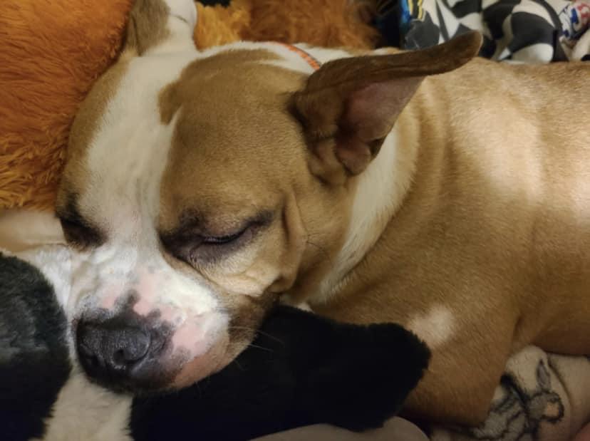 Bennett - a big ol' lovable dumpling!