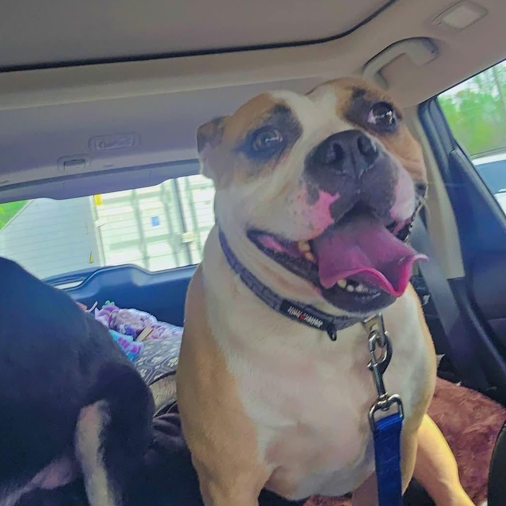 Bennett - a big ol' lovable dumpling!