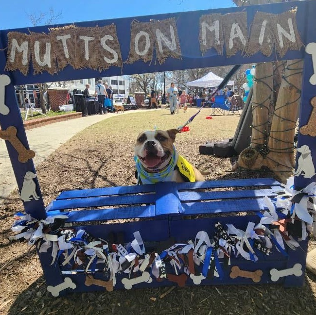 Bennett - a big ol' lovable dumpling!