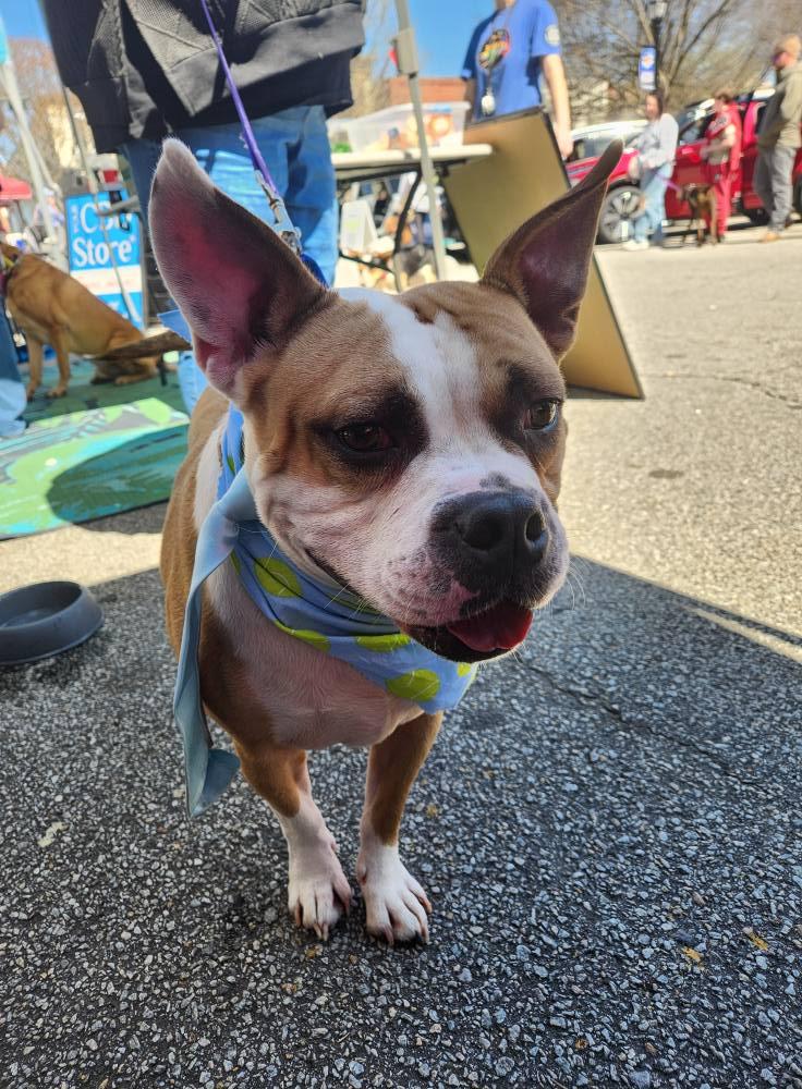 Bennett - a big ol' lovable dumpling!