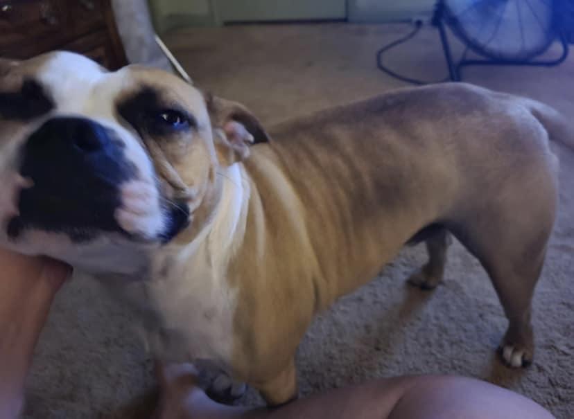 Bennett - a big ol' lovable dumpling!