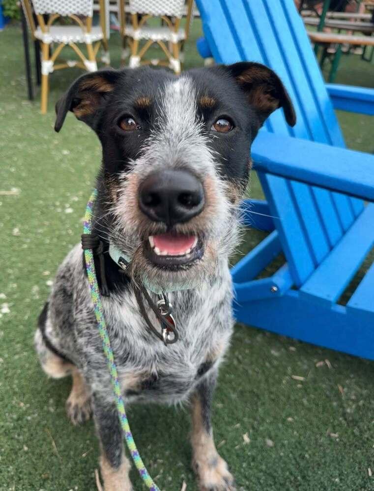 Enlarge Blue Momma, a Adoptable mixed breed in Saugus, MA image 2/6