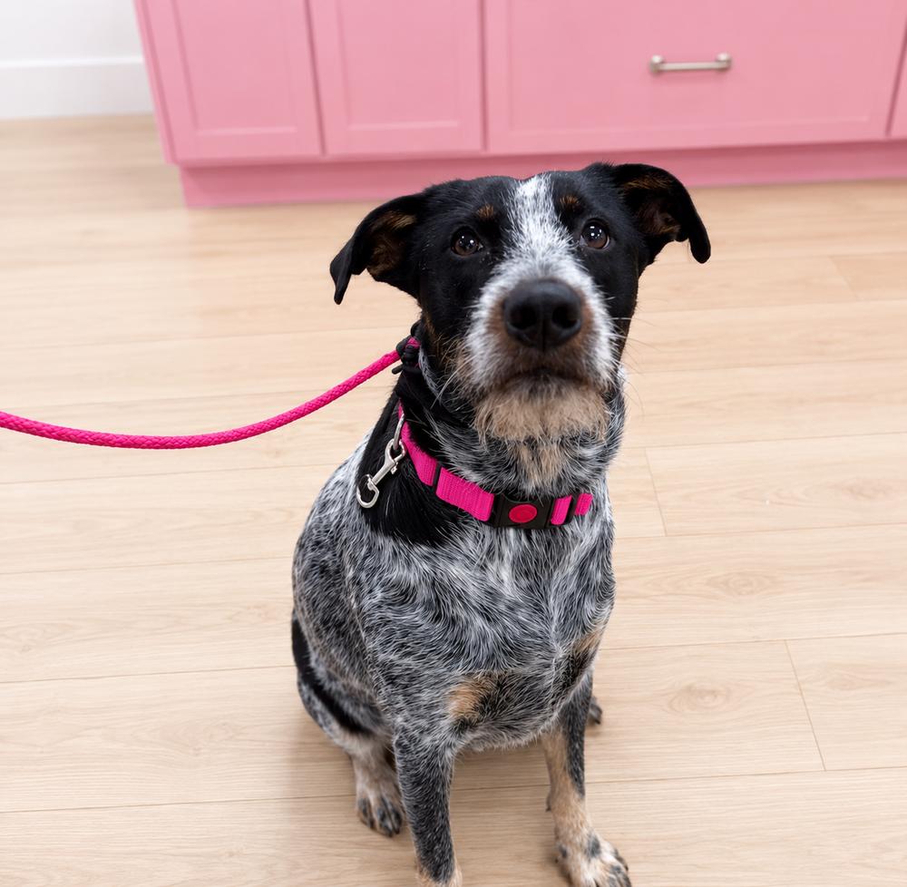 Enlarge Blue Momma, a Adoptable mixed breed in Saugus, MA image 4/6