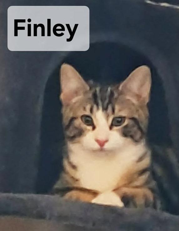 Finley, ADOPTABLE, Young Male Tabby.