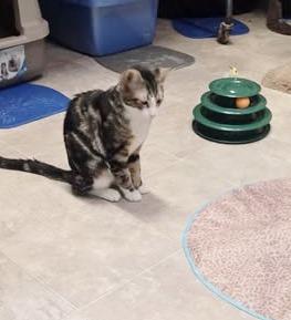 Enlarge Finley, a ADOPTABLE Tabby in Ocean City, NJ image 2/2